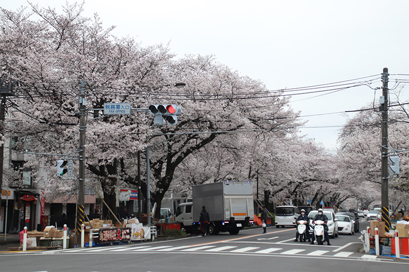 市役所通りの桜